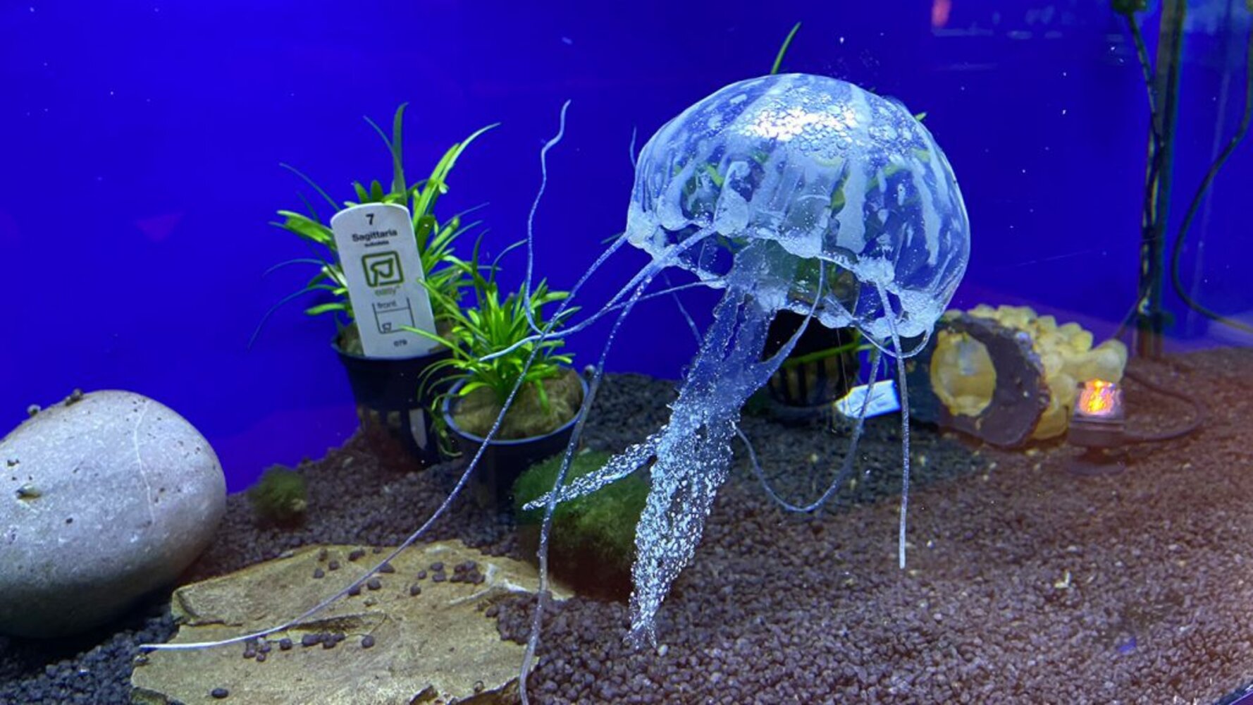 medusa-animali-acquario-citta-flora-1024x576-1